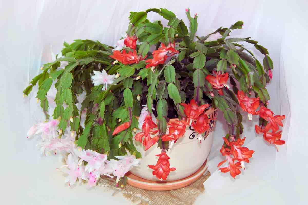Schlumbergera